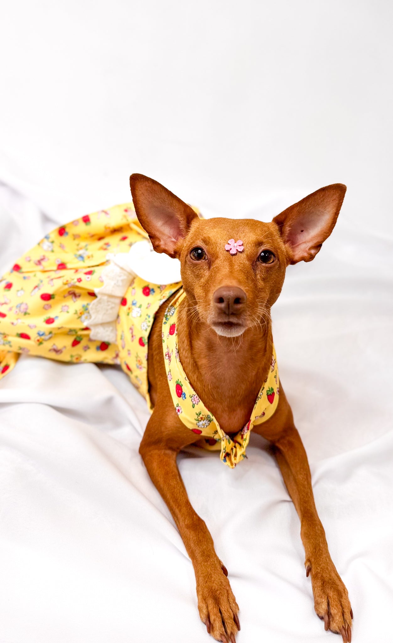 Vestido Estilo Anjinho com Asas e Entrada para Guia