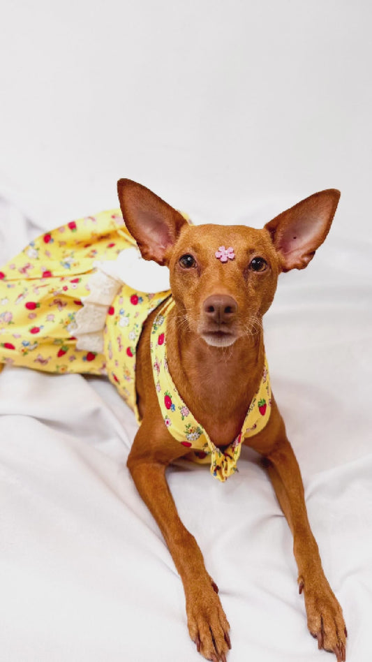 Vestido Estilo Anjinho com Asas e Entrada para Guia